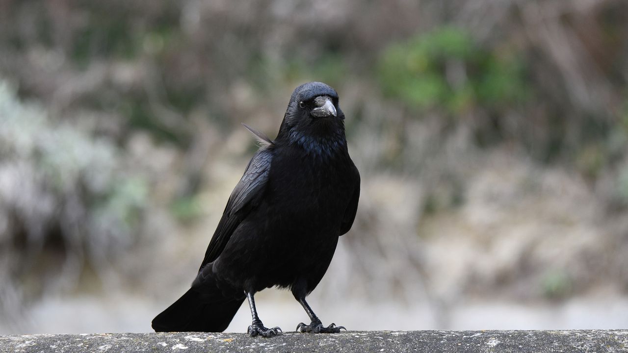‘They reliably chose the statistically more favorable option’: A crow researcher explains how these winged geniuses process numbers, and what it could reveal about human math smarts