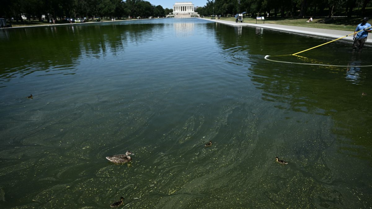 Were ‘antifa operatives’ arrested for dumping algae in reflecting pool?