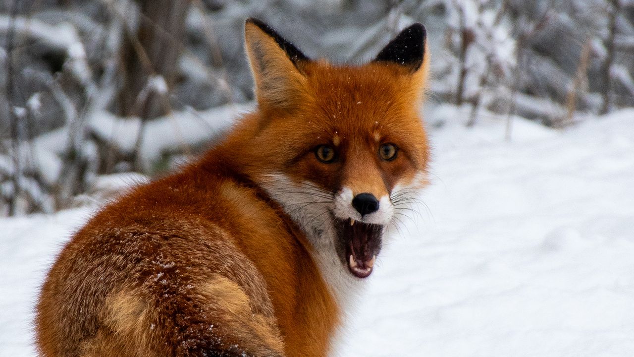 Wildlife inside Chernobyl exclusion zone acted differently during Russia’s invasion, camera traps reveal