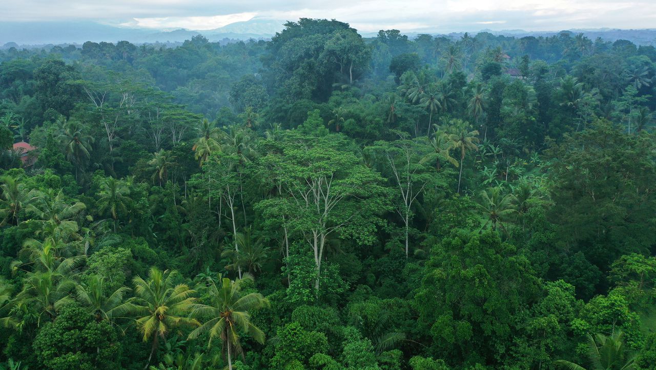 Rainforest quiz: Can you sort Earth’s largest rainforests from biggest to smallest?