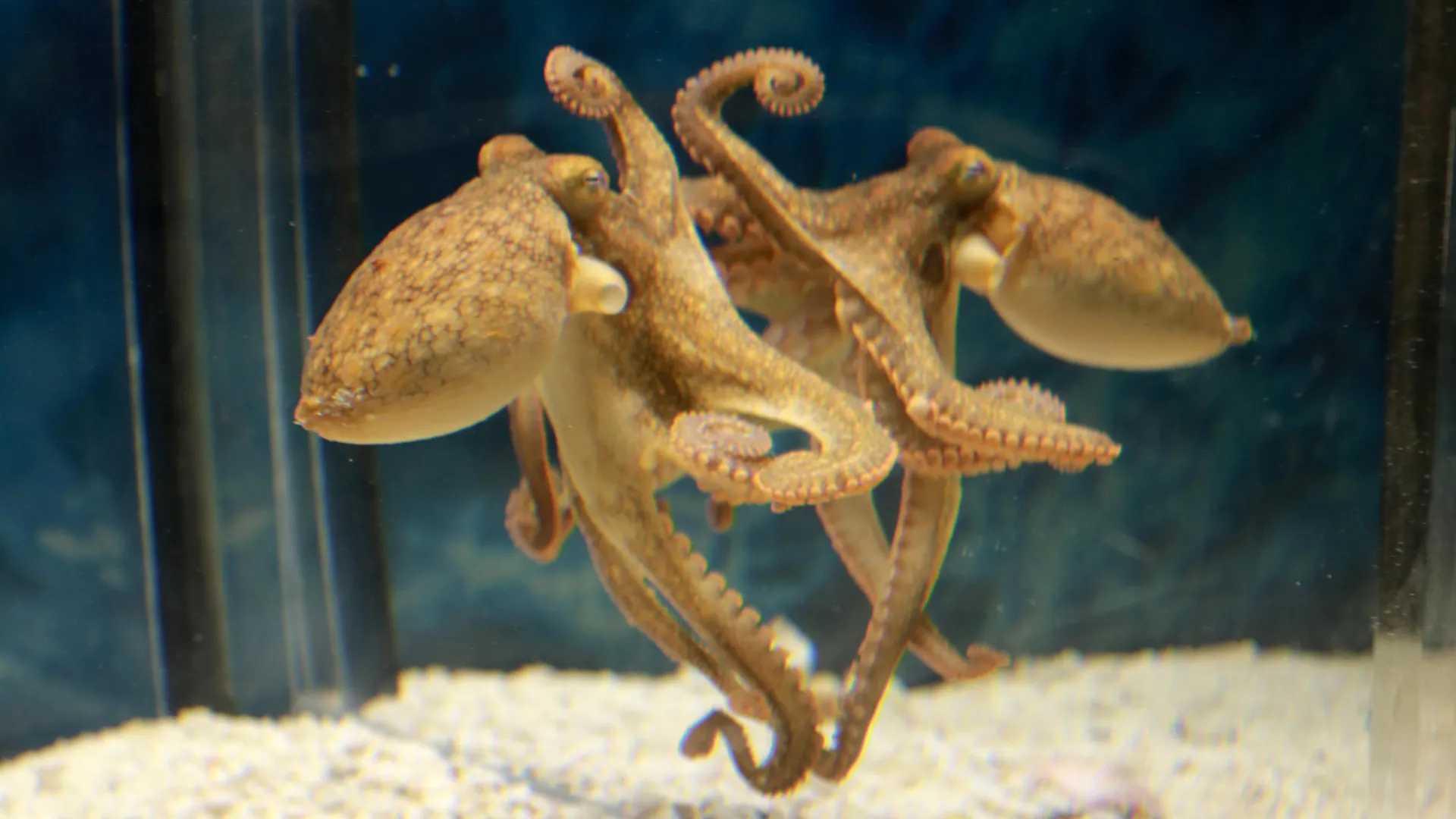 Octopuses use mirrors to find food they cannot see