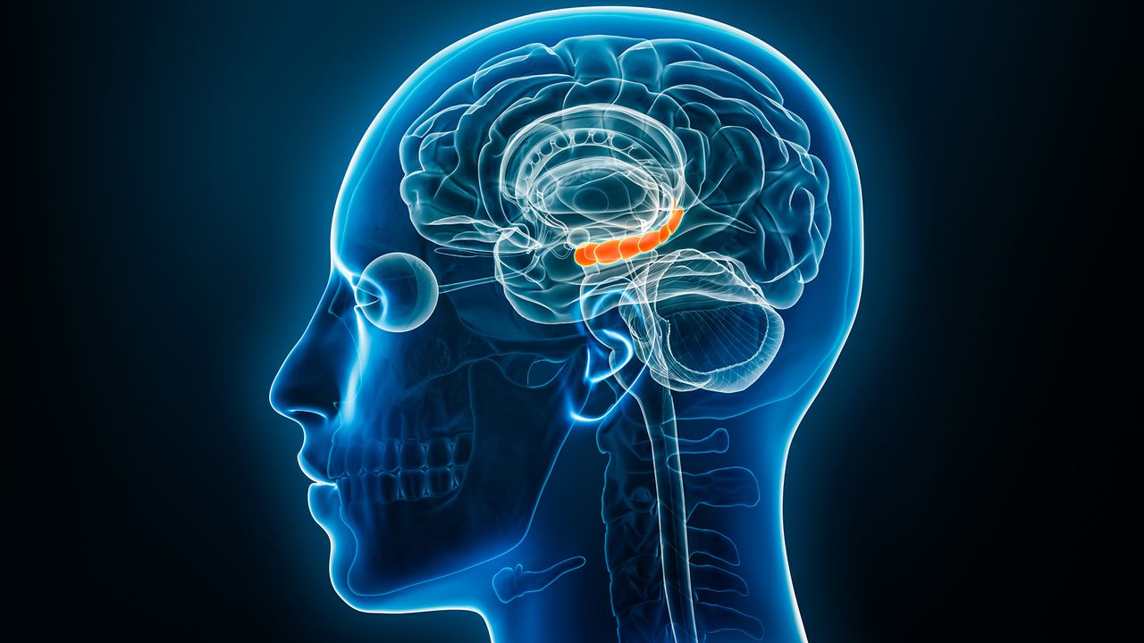 Estrogen levels in both the male and female brain may shape memory’s resilience in face of stress
