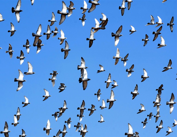 Scientists find mechanism behind bird flu infections in dairy cattle