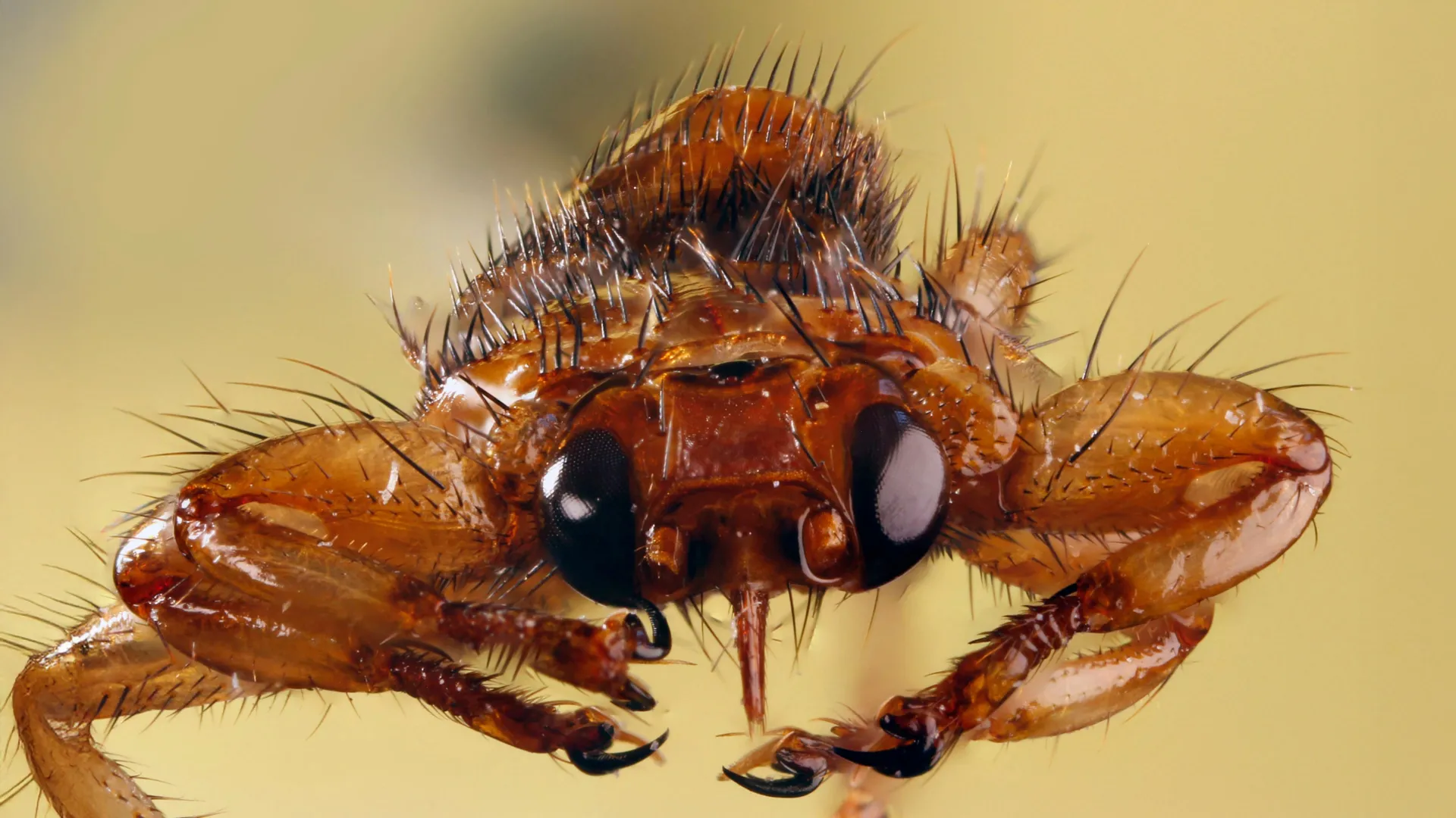 This blood-feeding fly sacrifices its sight after finding a host