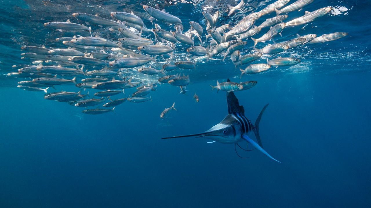 Diagnostic dilemma: A fish stabs a man through the throat and the base of the skull