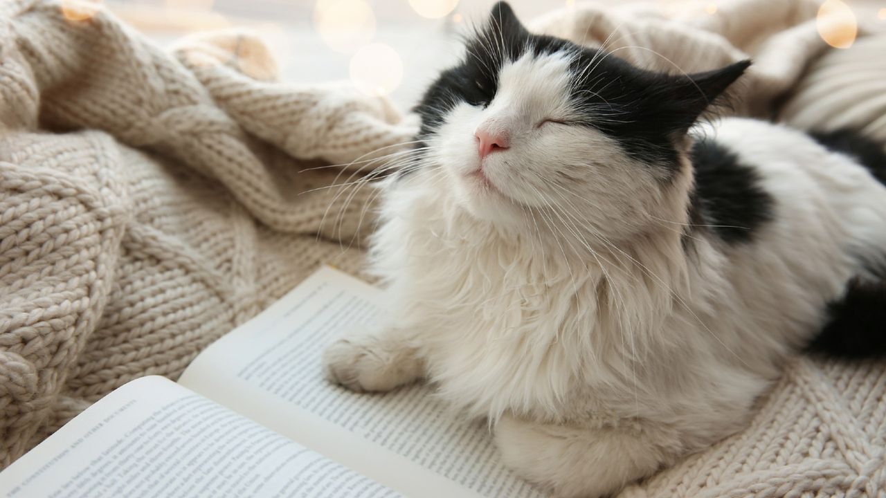 Outdoor cats can be exposed to dangerous germs — here’s how to protect you and your pets, according to more than 400 studies