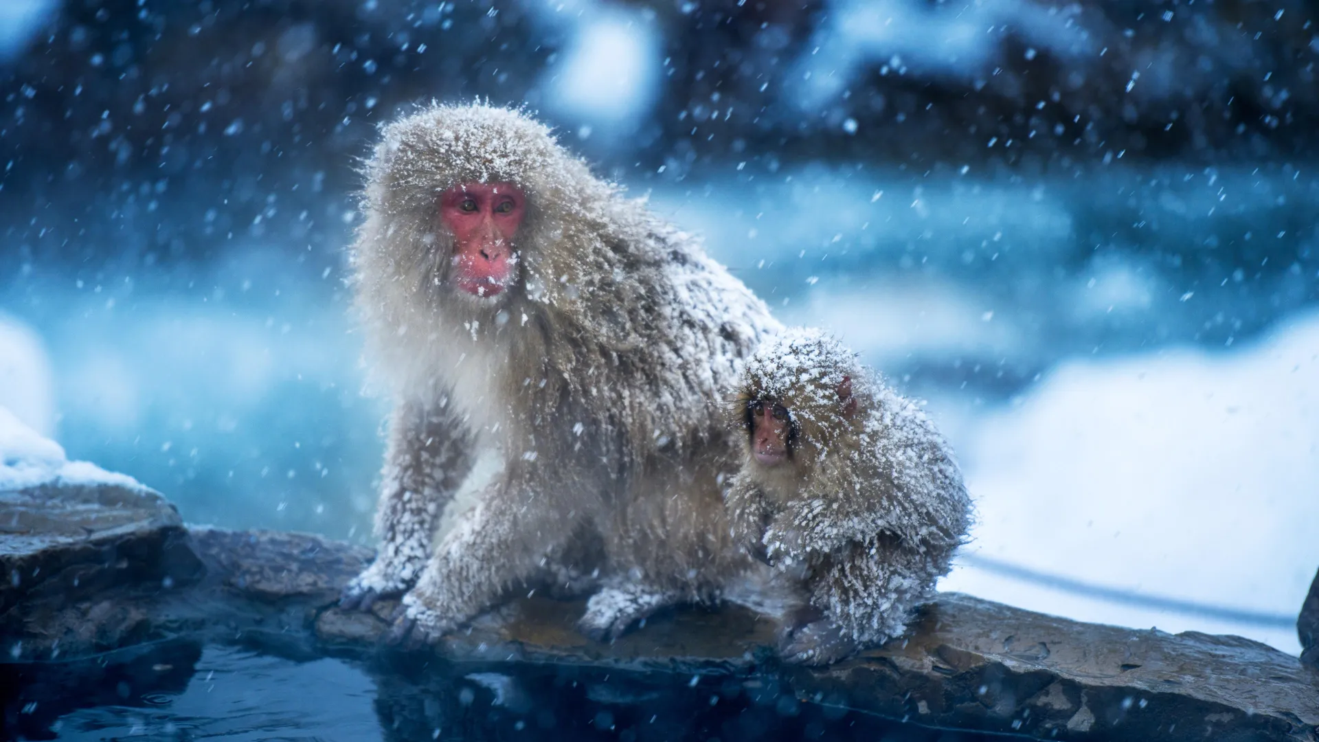 the-first-primates-may-have-evolved-in-the-cold,-not-the-tropics