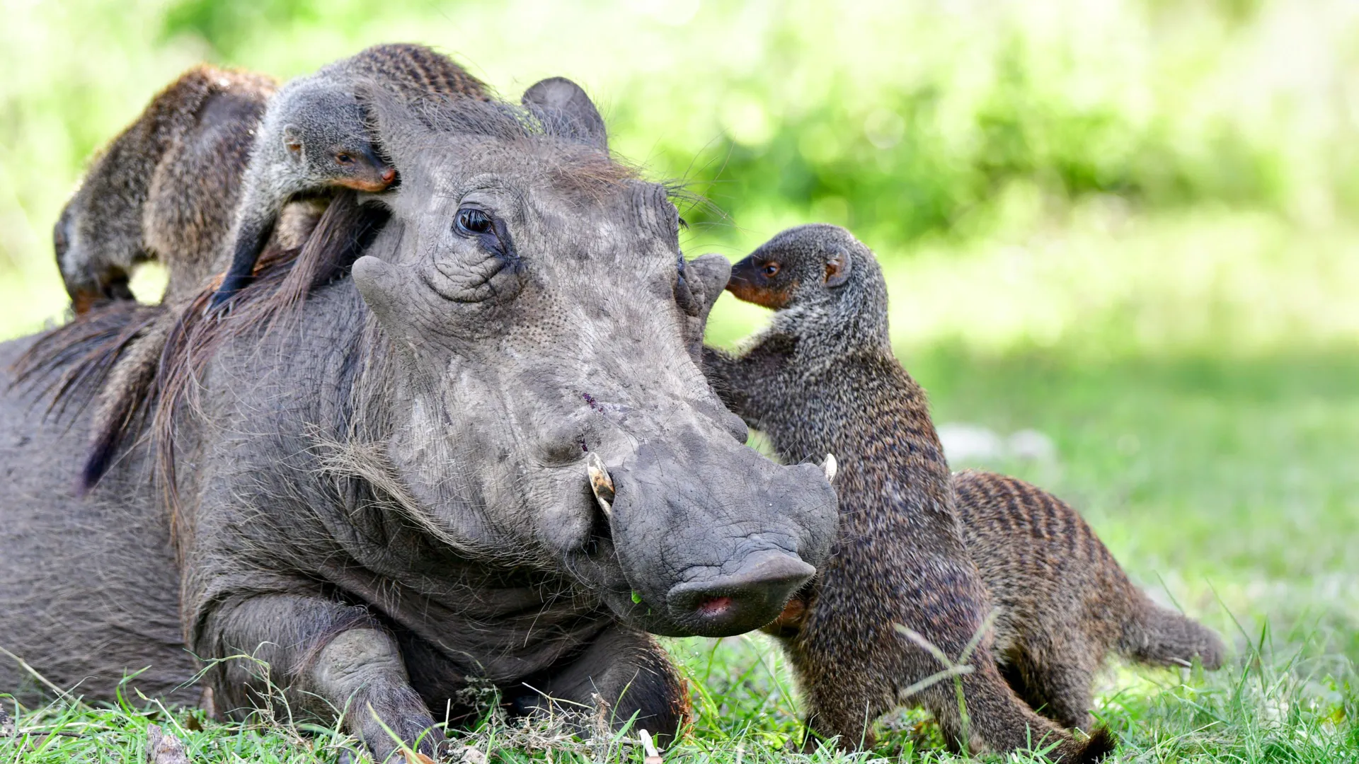 the-secret-language-behind-animal-cooperation