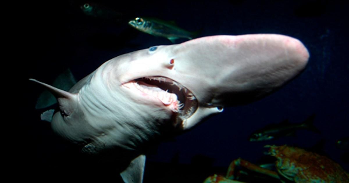‘World’s ugliest shark’ filmed alive in deep sea for first time