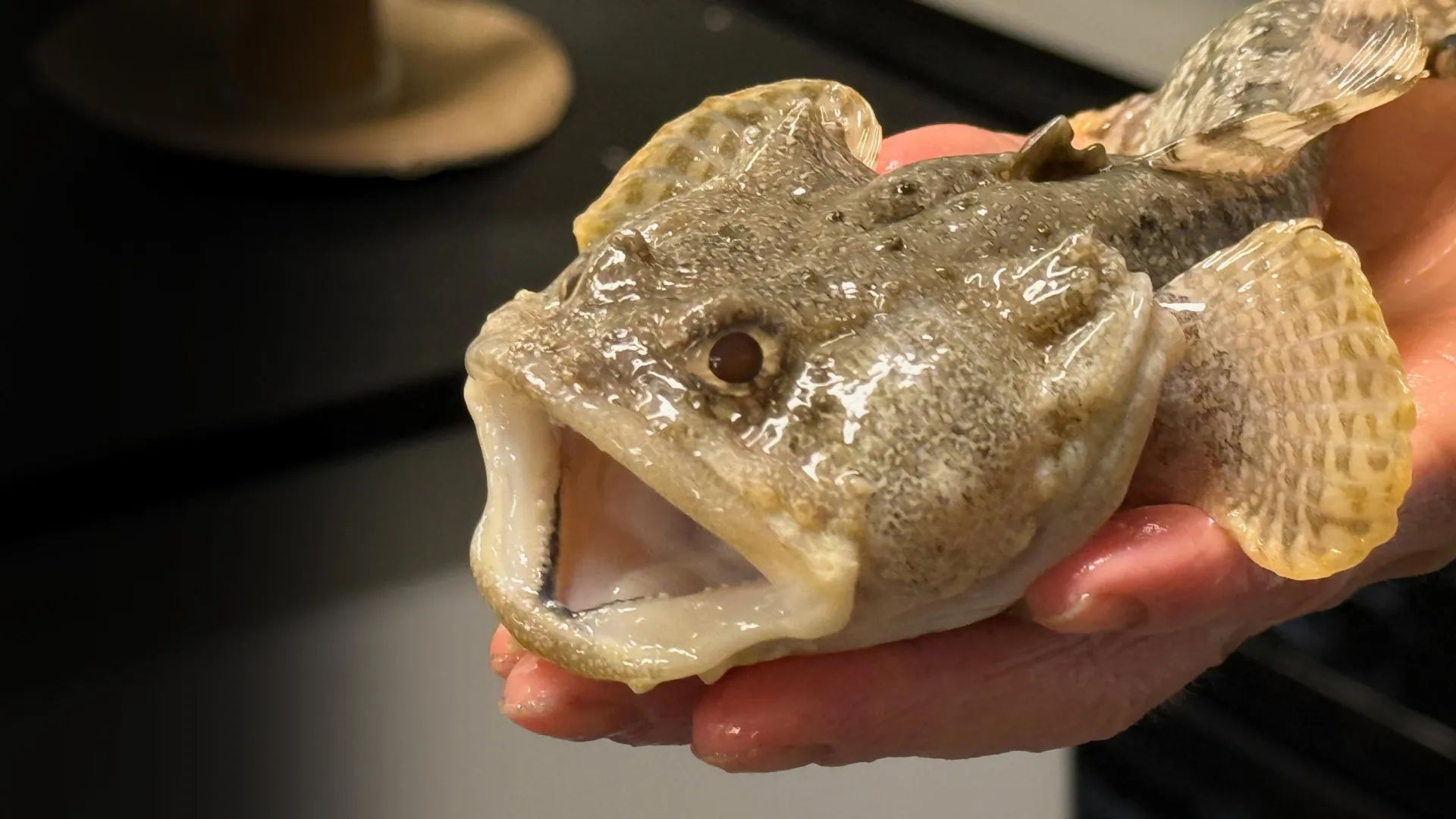 the-ocean’s-health-may-depend-on-a-tiny-microbe-inside-fish