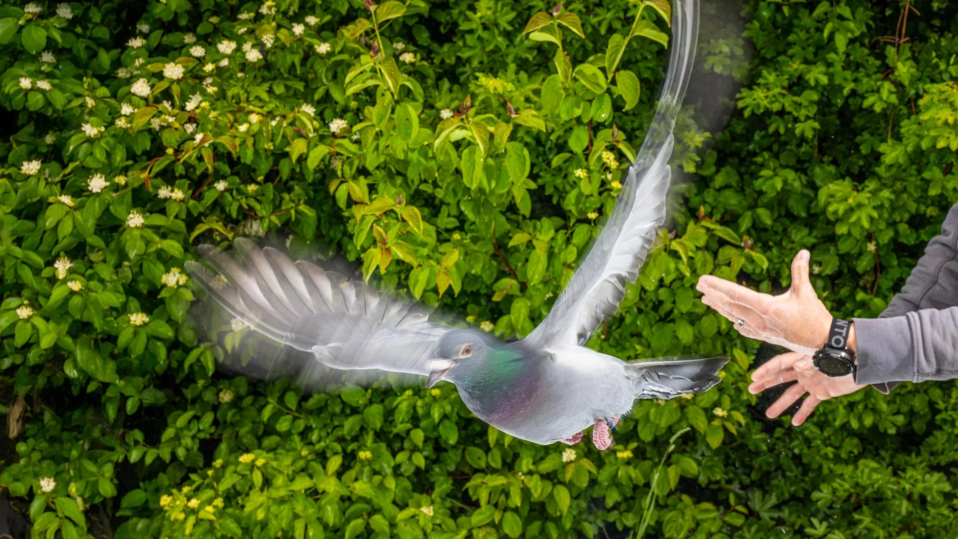 the-secret-to-pigeons’-incredible-navigation-was-hiding-in-their-liver