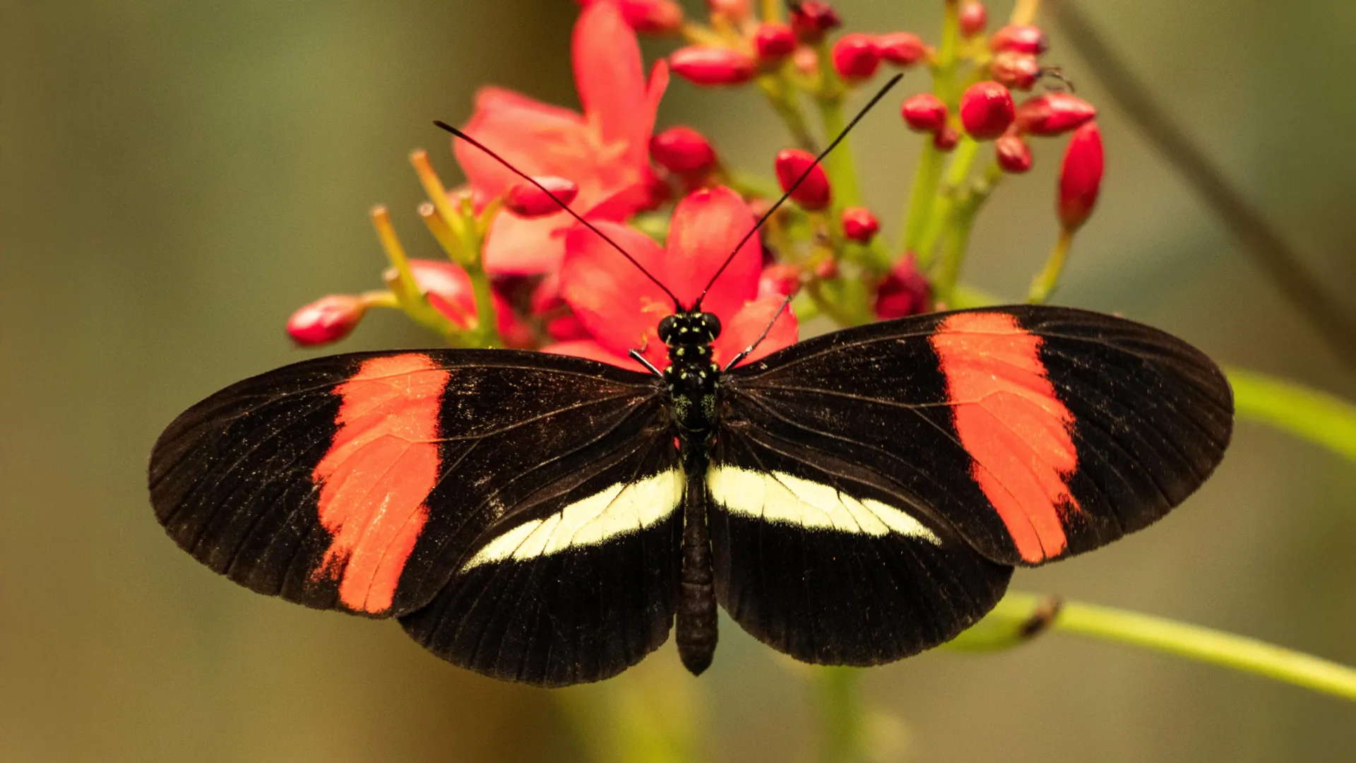 butterfly-that-barely-ages-could-help-unlock-longevity-secrets