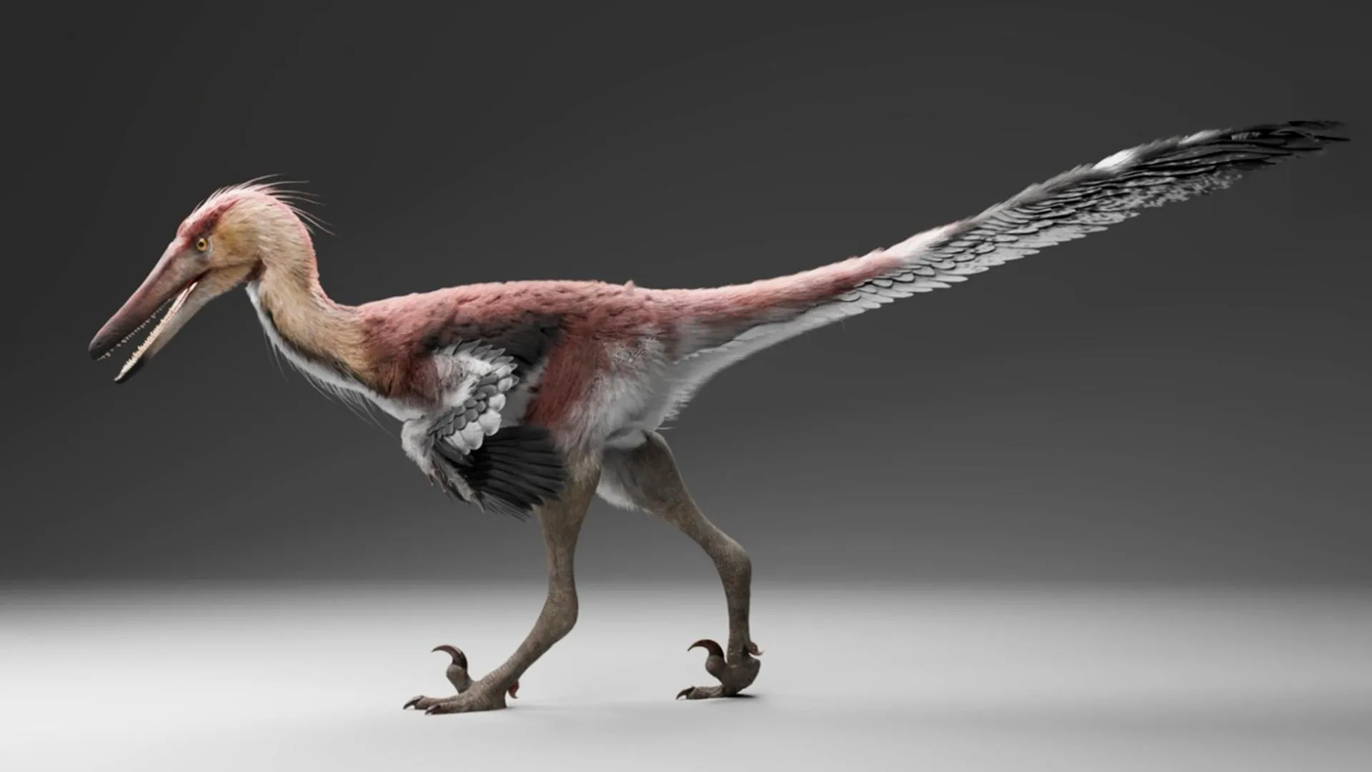 this-newly-discovered-raptor-may-have-hunted-like-a-giant-heron