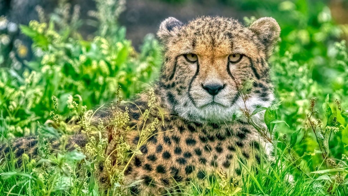 Is it true wild cheetahs have never killed humans?