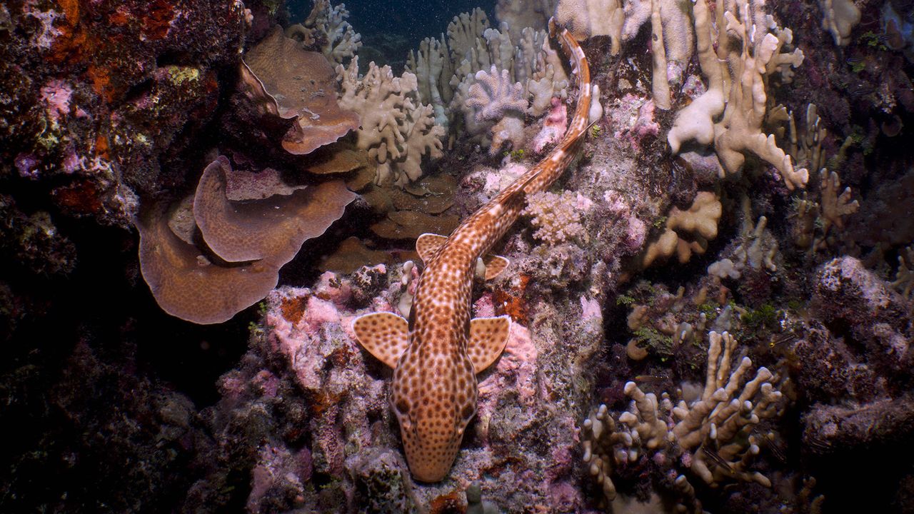 Never-before-seen shark that ‘walks’ on land discovered off Papua New Guinea