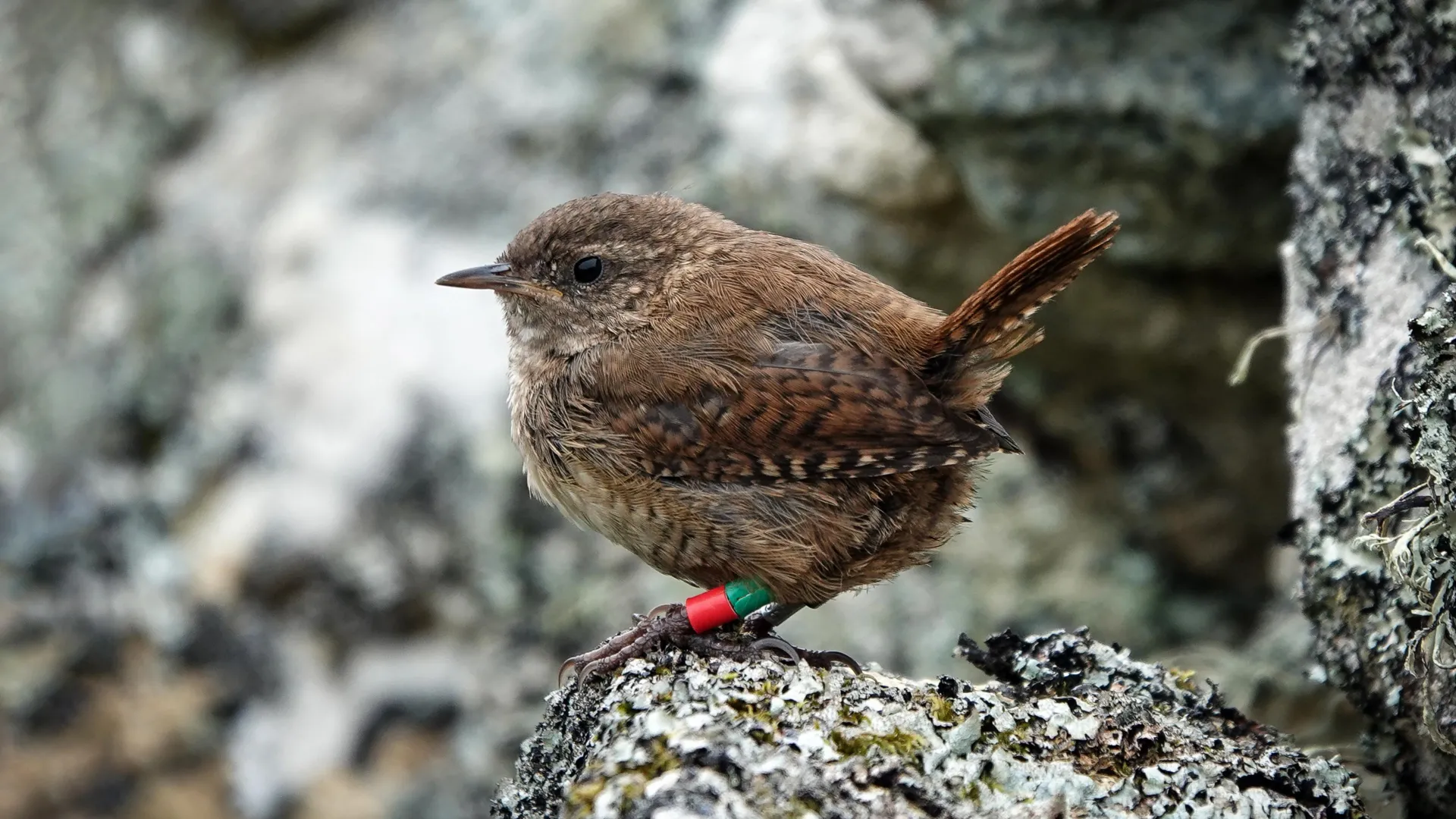 scottish-wrens-may-be-evolving-into-new-species-through-island-gigantism