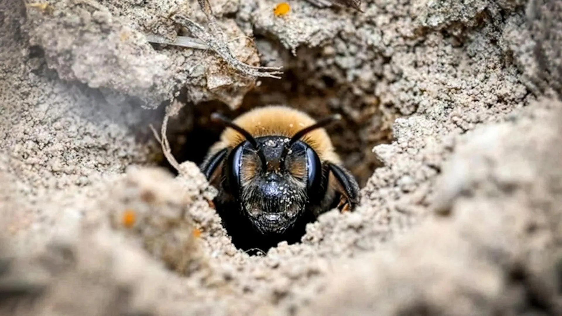 a-new-york-cemetery-was-hiding-5.5-million-bees-underground