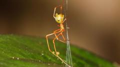 Spider which uses spring trap to capture prey discovered in Australia