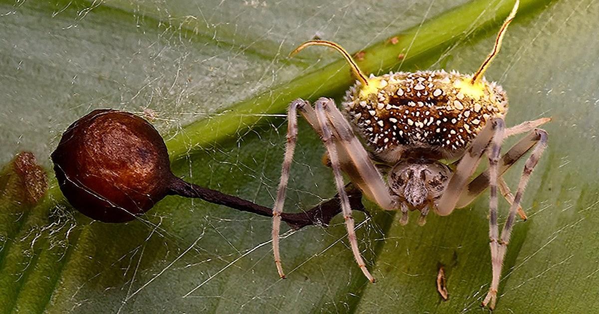 Newly-discovered fungus spider is like something out of The Last of US