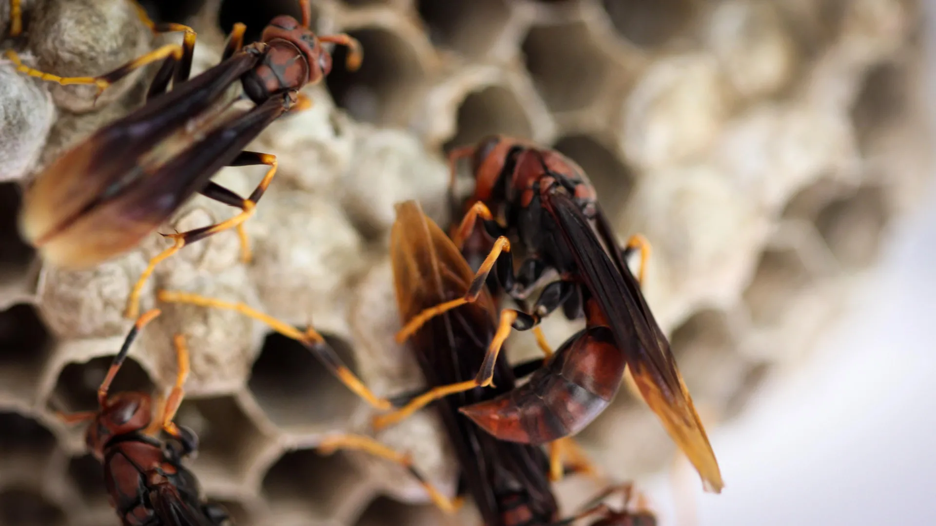 Queenless wasp colonies explode into chaos but hidden helpers save them