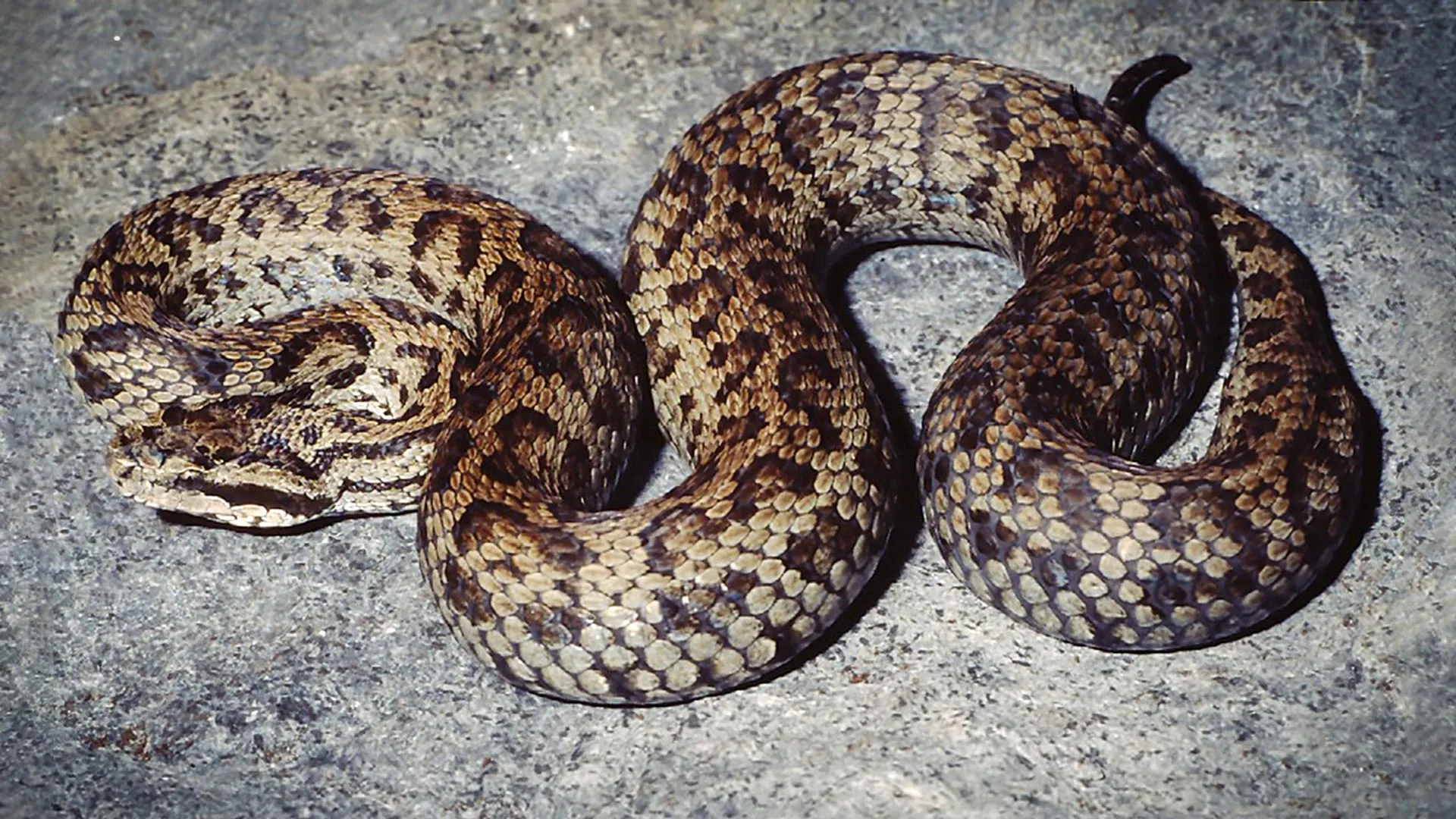 Venomous Himalayan pit viper was actually 5 different species all along