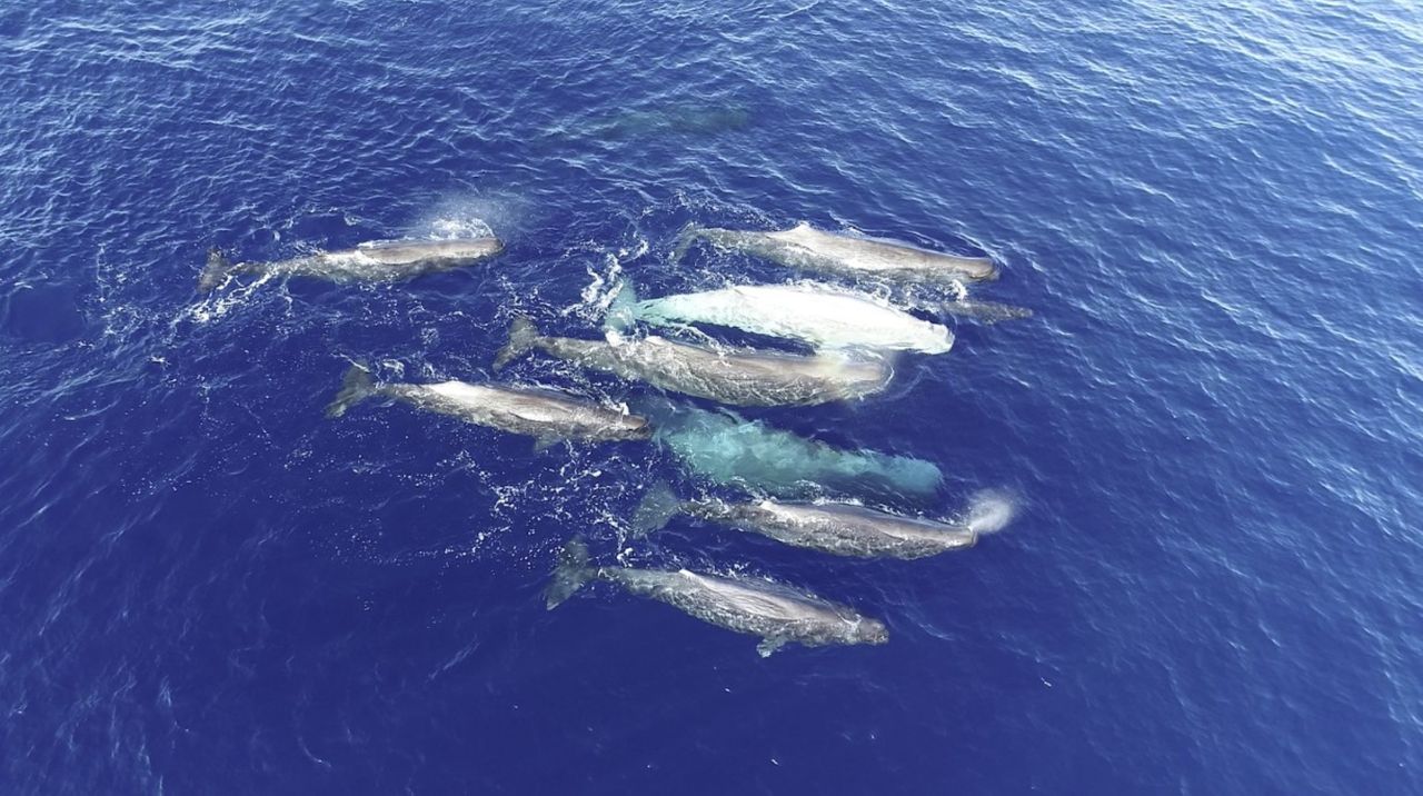 ‘Weirdos of the sperm whale world’ appear to be evolving 2 different dialects, audio recordings suggest