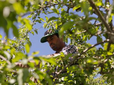Vermont is first state to ban paraquat, a weed killer linked to Parkinson’s disease