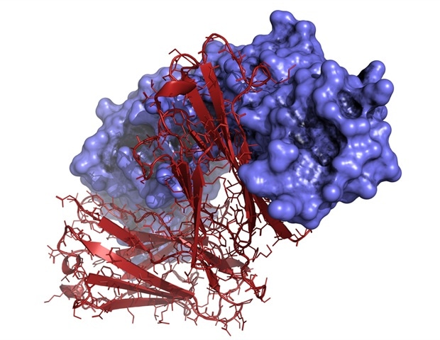 Peacemaker immune cells offer new hope for restoring immune tolerance