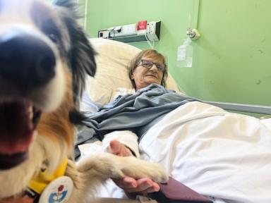 A cancer patient’s cats inspired a push for pets in hospice wards