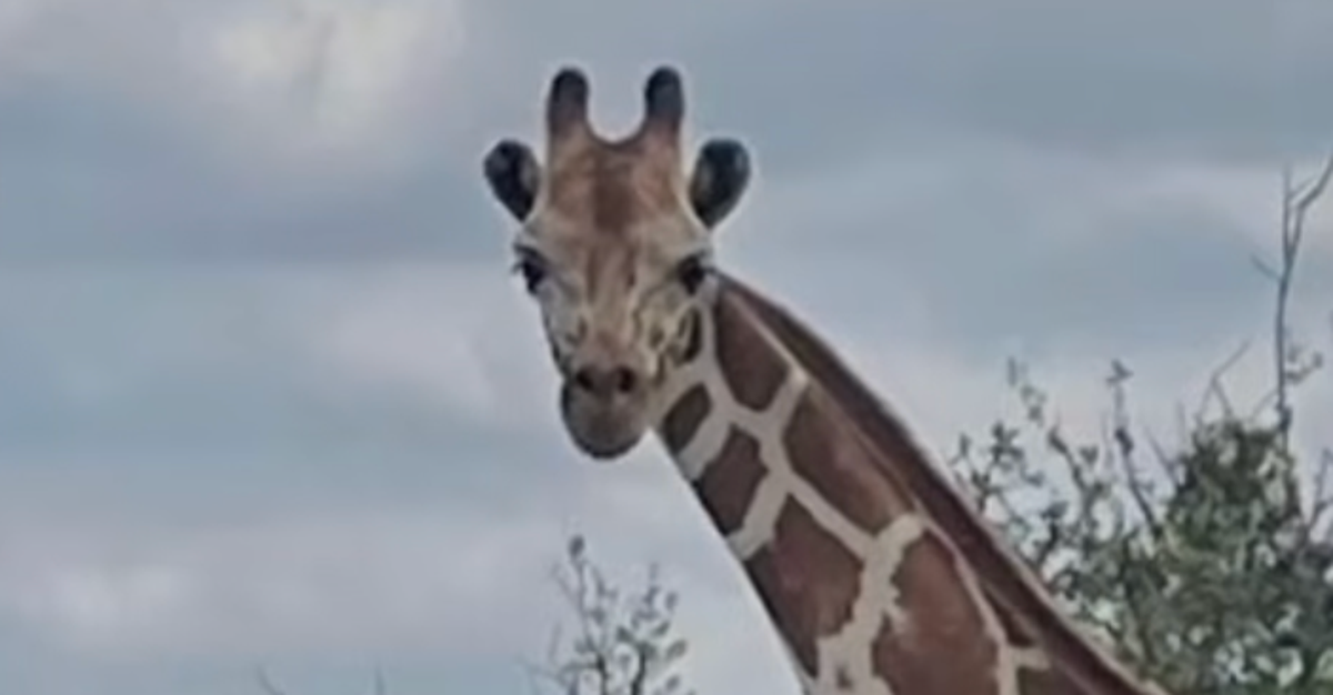 Escaped Giraffe Named Gracie On The Loose In Texas And No One Can Find Her