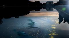 Reflecting Pool liner cut with sharp knife or razor, National Park Service says
