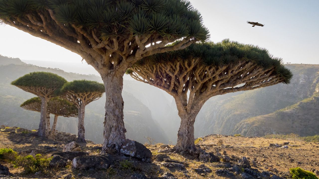 Socotra Archipelago: The Yemeni islands covered with astonishing cucumber, bottle and dragon’s blood trees