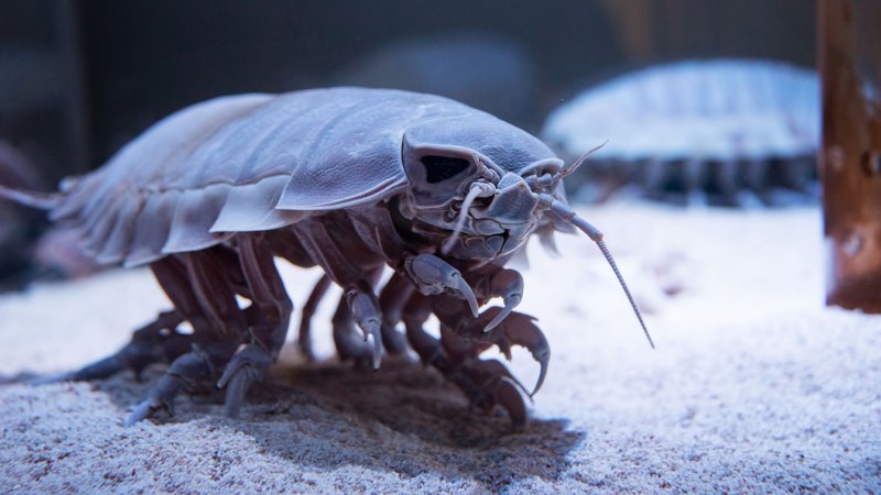 Giant, deep-sea roly-polies steal a gene to endure starvation