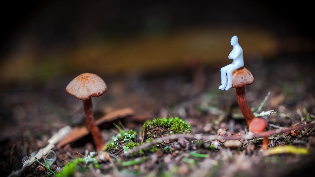 ‘It sounds so impossible’: Student studying fungus that makes users hallucinate tiny people may be on the verge of a scientific breakthrough
