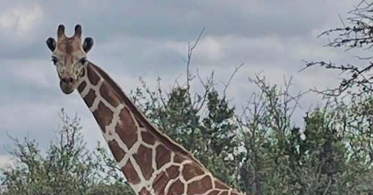 Gracie The Giraffe Finally Found In Texas After Two Weeks On The Lam