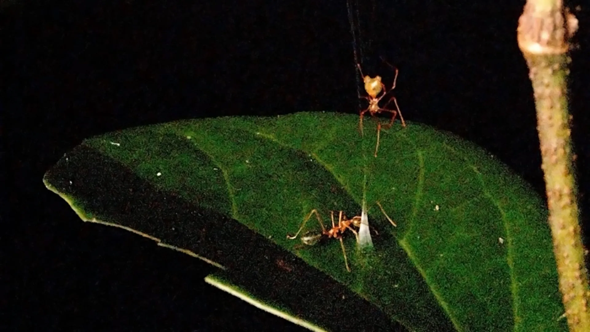 This newly discovered ballista spider catapults ants into a deadly trap