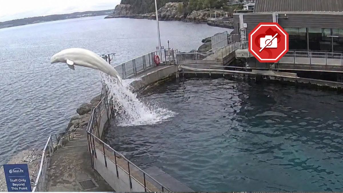 Did beluga whale escape captivity in Alaska to reunite with its calf?