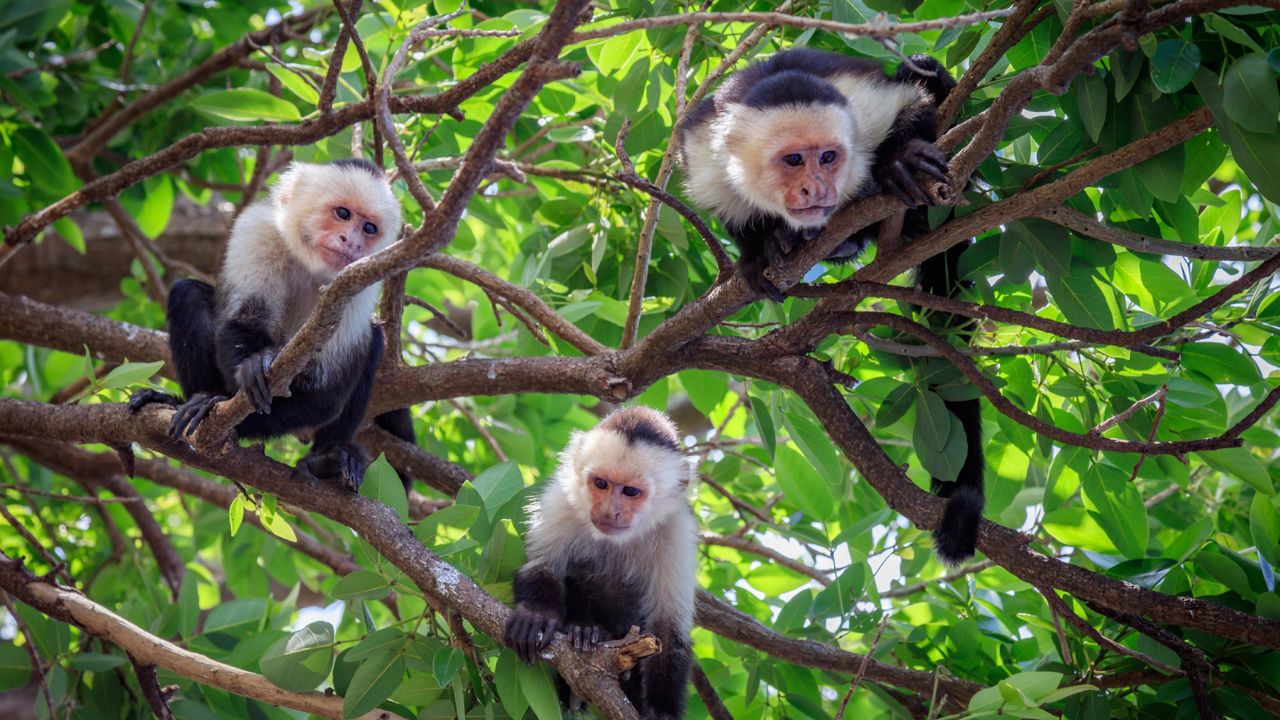 Climate change is driving capuchin monkey mothers to abandon their infants
