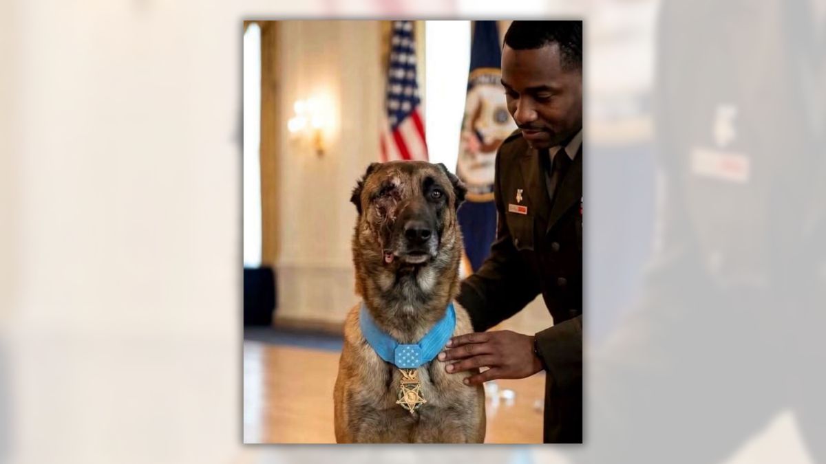 Don’t believe story about heroic ‘K9 Valor’ surviving suicide bombing, saving 47 soldiers