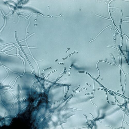 Antibiotic “megacluster” discovery provides new strategy to fight superbugs