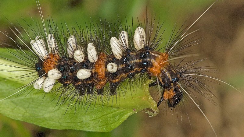 A whopping 14 million species of insects — or more — may roam Earth
