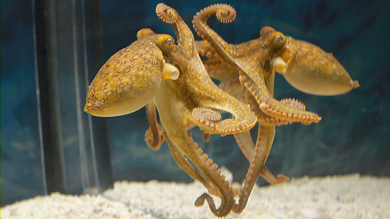Crabs can’t hide from an octopus with a mirror