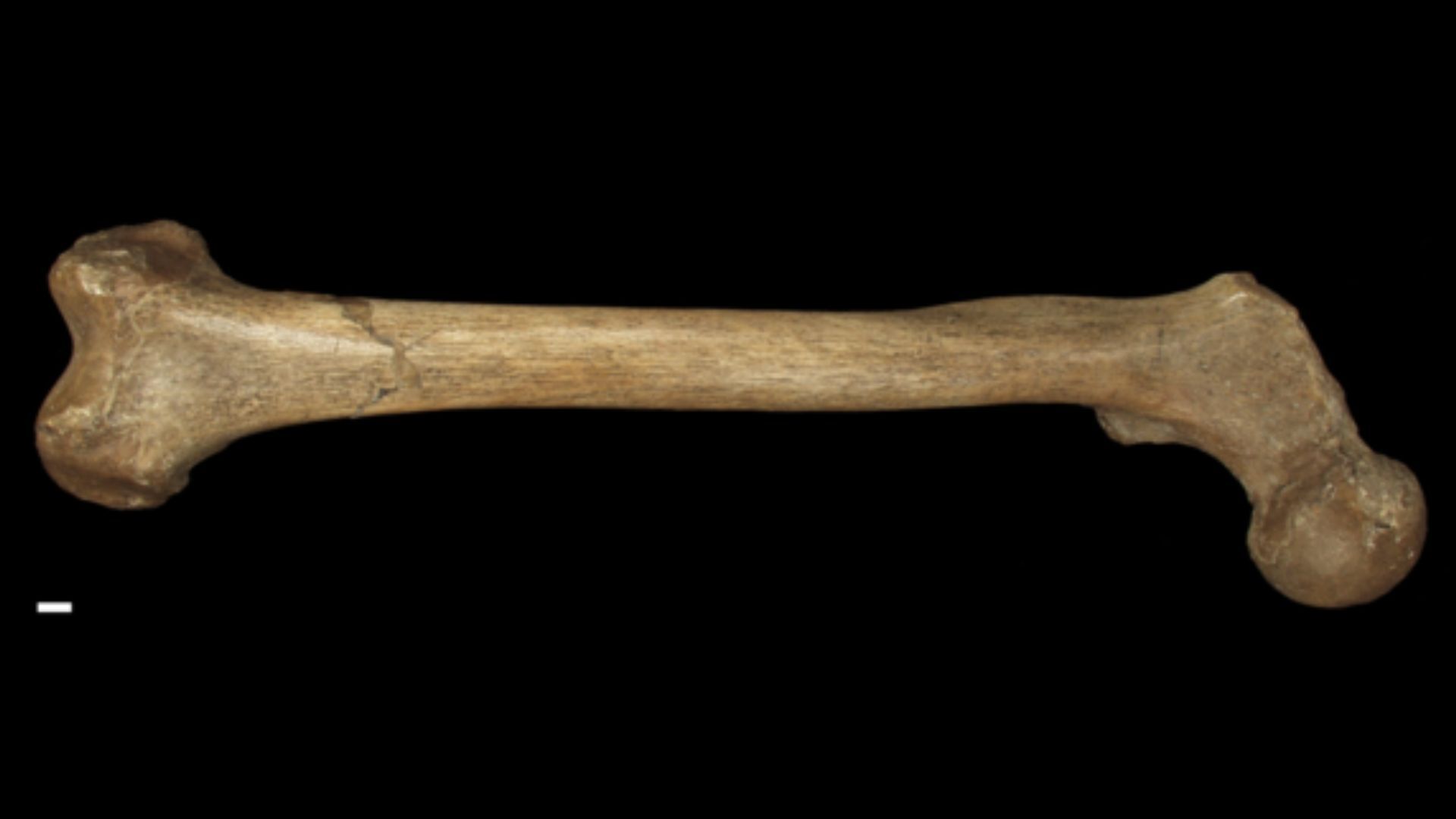 A close up of a large brown bone against a dark background