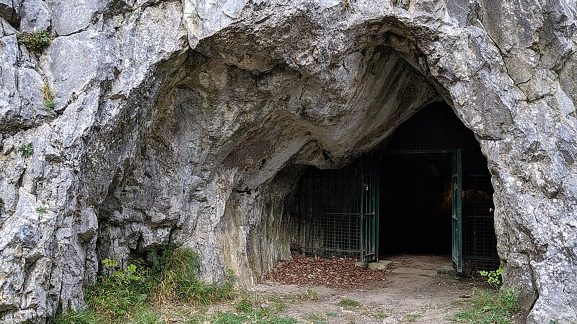 A cave made of a light gray rock has an open gate in its mouth