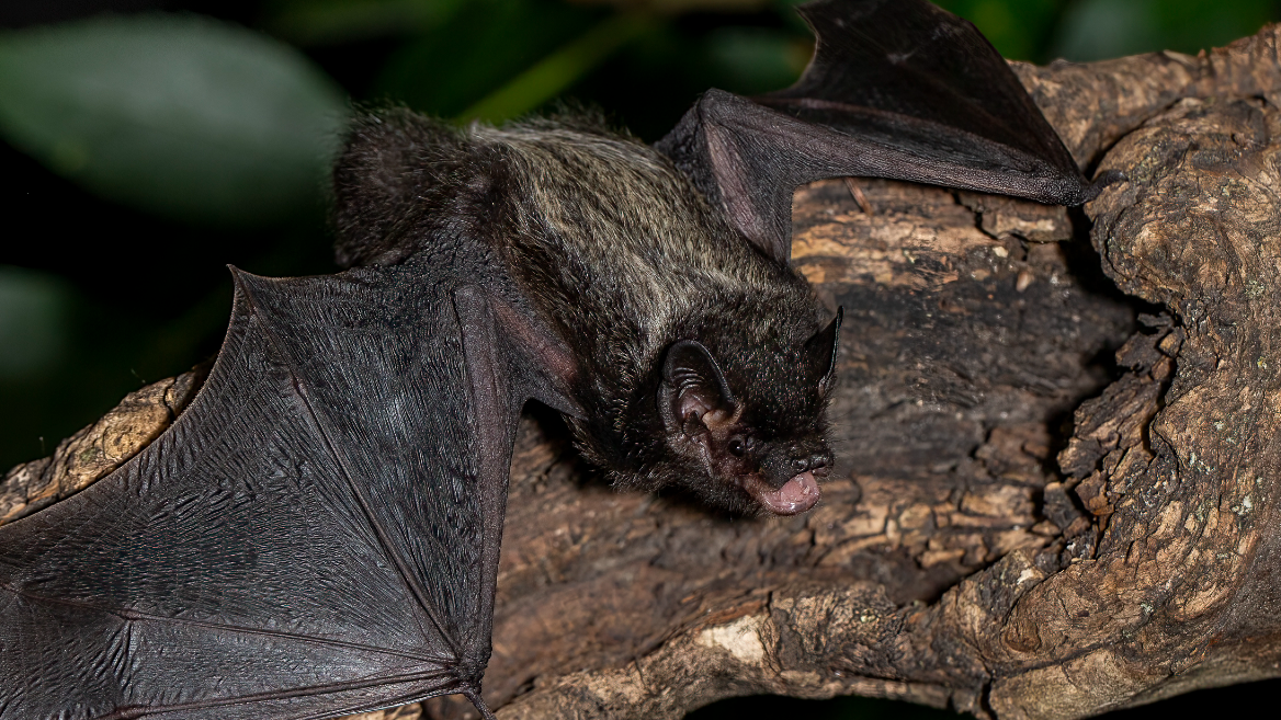 11-year-old boy in Canada dies from rabies after waking up with a bat on his face