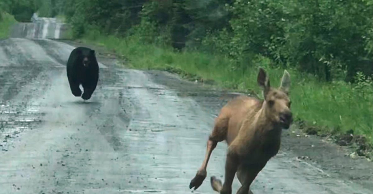 Maine Couple Spots Bear Chasing Moose Calf And Helps It Escape