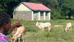 More cows than pupils – what is behind mass school closures in rural Kenya?