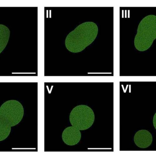 Artificial cell manages a few rounds of cell division