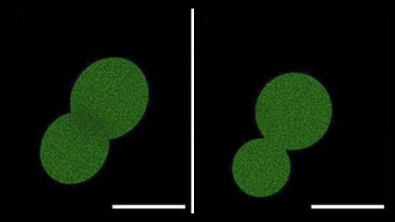 Scientists just created the most lifelike cell ever made in a lab — here’s what it could accomplish