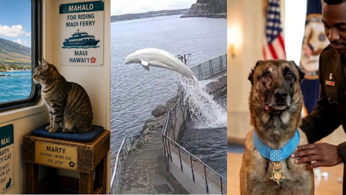 25 AI-generated animal stories we’ve debunked
